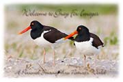 PhotoArt-Oystercatchers