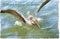 PhotoArt-PelicanPlacida