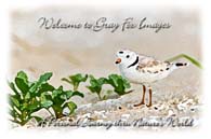 PhotoArt-PipingPlover