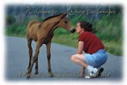 PhotoArt-Pony&Admirer