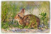 PhotoArt-Rabbit