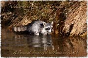 PhotoArt-Racoon