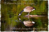 PhotoArt-RappahannockGoose