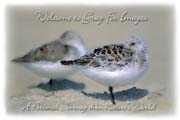 PhotoArt-Sanderlings