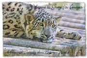 PhotoArt-SnowLeopard