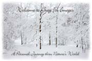 PhotoArt-SnowScene