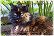 PhotoArt-TortiseshellCat