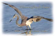 PhotoArt-TricolorHeron