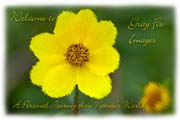 PhotoArt-YellowFlower