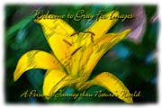 PhotoArt-YellowLily