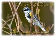 PhotoArt-YellowRumpWarbler